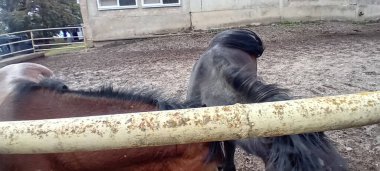 Çiftlik çayırında otlayan atlar.