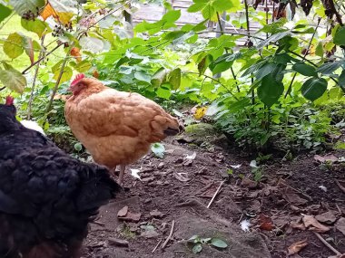 Çiftlik bahçesinde kafessiz tavuk ve horoz.