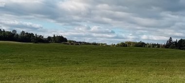 Çiftlik çayırında otlayan atlar.