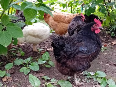 Çiftlik bahçesinde kafessiz tavuk ve horoz.