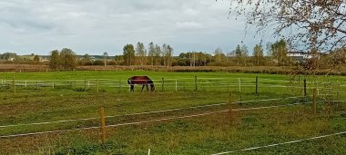Çiftlik çayırında otlayan atlar.