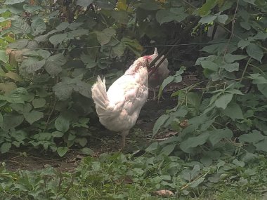 Çiftlik bahçesinde kafessiz tavuk ve horoz.