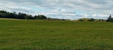 Çiftlik çayırında otlayan atlar.