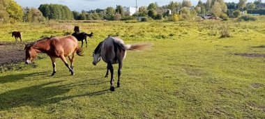 Horses grazing in a farm meadow. clipart