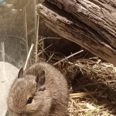 Hayvanat bahçesinde Degu sincap günü rutini