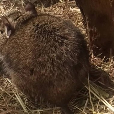 Hayvanat bahçesinde Degu sincap günü rutini