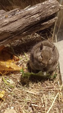 Hayvanat bahçesinde Degu sincap günü rutini