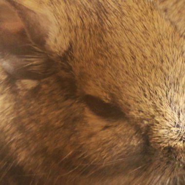 Hayvanat bahçesinde Degu sincap günü rutini