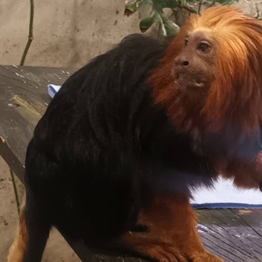 Hayvanat bahçesindeki altın başlı aslan tamarin.