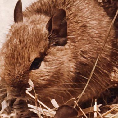 Hayvanat bahçesinde Degu sincap günü rutini