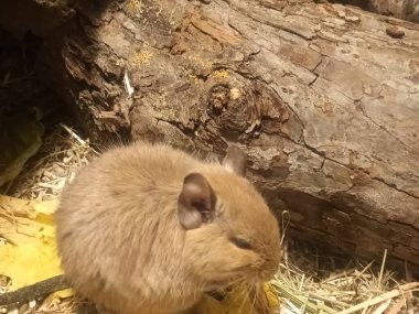 Hayvanat bahçesinde Degu sincap günü rutini