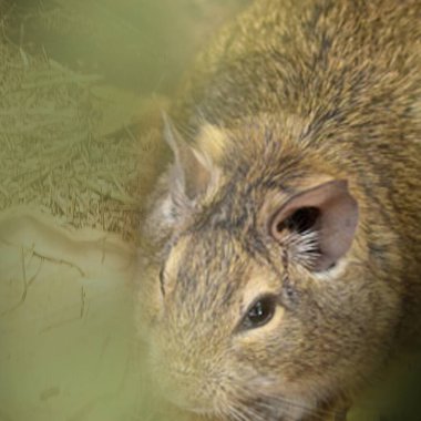 Hayvanat bahçesinde Degu sincap günü rutini