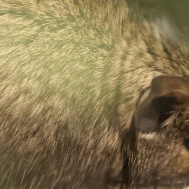 Hayvanat bahçesinde Degu sincap günü rutini