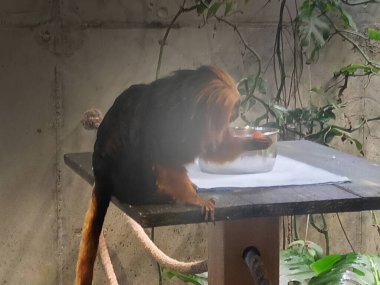 Hayvanat bahçesindeki altın başlı aslan tamarin.