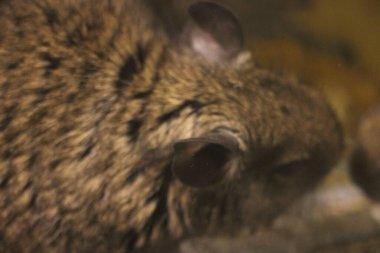 Hayvanat bahçesinde Degu sincap günü rutini