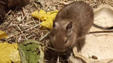 Hayvanat bahçesinde Degu sincap günü rutini