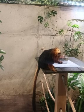 Hayvanat bahçesindeki altın başlı aslan tamarin.
