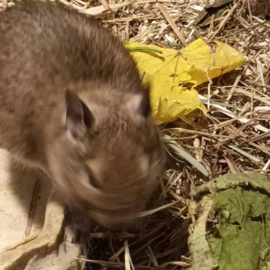 Hayvanat bahçesinde Degu sincap günü rutini