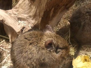 Hayvanat bahçesinde Degu sincap günü rutini
