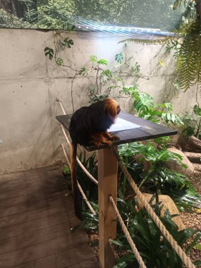 Hayvanat bahçesindeki altın başlı aslan tamarin.