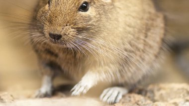 Hayvanat bahçesinde Degu sincap günü rutini