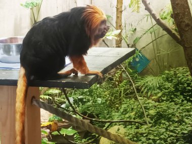 Hayvanat bahçesindeki altın başlı aslan tamarin.