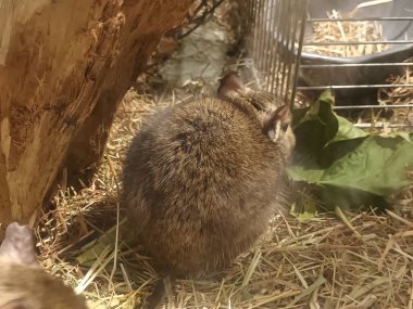 Hayvanat bahçesinde Degu sincap günü rutini