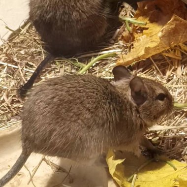 Hayvanat bahçesinde Degu sincap günü rutini