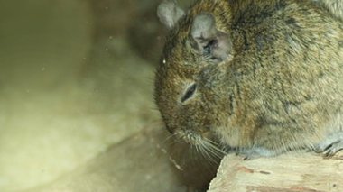 Hayvanat bahçesinde Degu sincap günü rutini