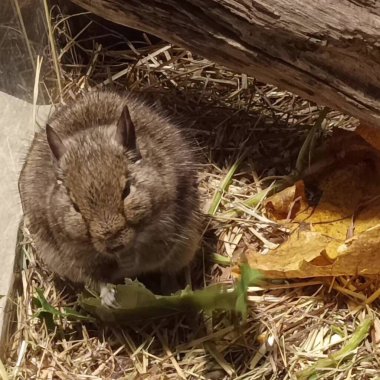 Hayvanat bahçesinde Degu sincap günü rutini