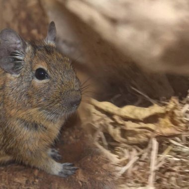 Degu squirrel day routine in the zoo