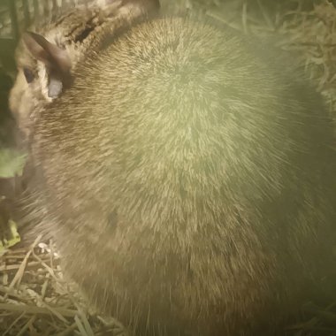 Hayvanat bahçesinde Degu sincap günü rutini