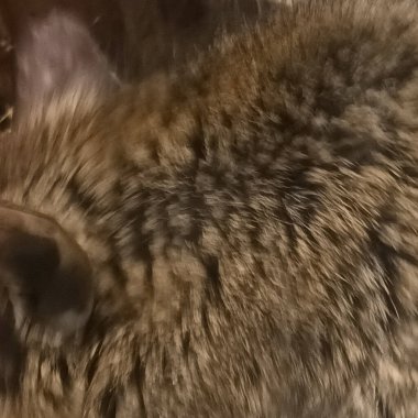 Hayvanat bahçesinde Degu sincap günü rutini