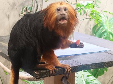 Hayvanat bahçesindeki altın başlı aslan tamarin.