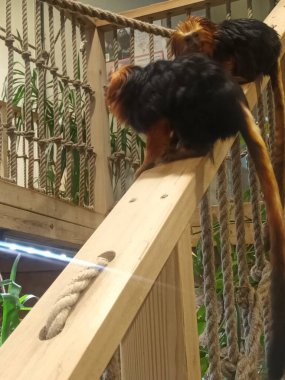 Hayvanat bahçesindeki altın başlı aslan tamarin.