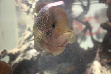 Bir balığın yüksek açılı görüntüsü