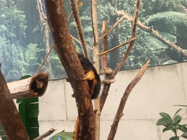 Hayvanat bahçesindeki altın başlı aslan tamarin.