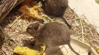 Hayvanat bahçesinde Degu sincap günü rutini