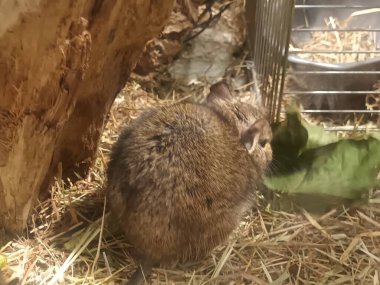 Hayvanat bahçesinde Degu sincap günü rutini