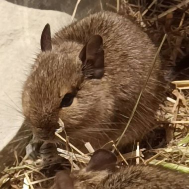 Hayvanat bahçesinde Degu sincap günü rutini