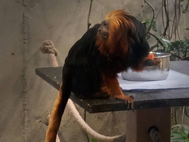 Hayvanat bahçesindeki altın başlı aslan tamarin.