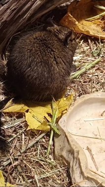 Hayvanat bahçesinde Degu sincap günü rutini