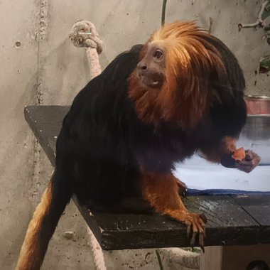 Hayvanat bahçesindeki altın başlı aslan tamarin.