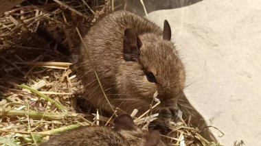 Hayvanat bahçesinde Degu sincap günü rutini