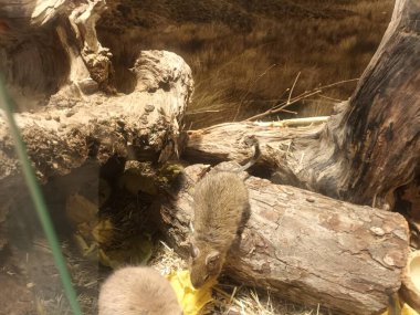 Hayvanat bahçesinde Degu sincap günü rutini