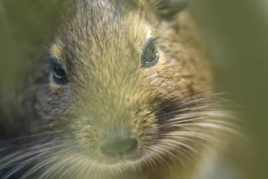 Hayvanat bahçesinde Degu sincap günü rutini