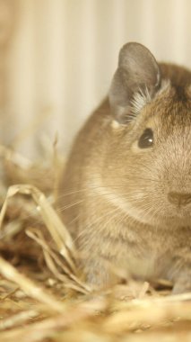 Hayvanat bahçesinde Degu sincap günü rutini