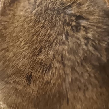 Hayvanat bahçesinde Degu sincap günü rutini