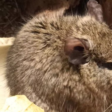 Hayvanat bahçesinde Degu sincap günü rutini