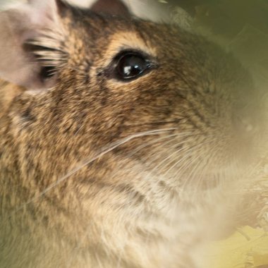 Hayvanat bahçesinde Degu sincap günü rutini